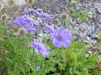Scabiosa japonica, photographed by Marco Mussita