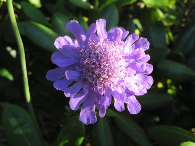 Scabiosa japonica, photographed by Marco Mussita