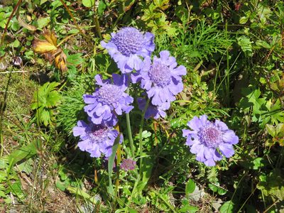 Scabiosa japonica, photographed by Marco Mussita