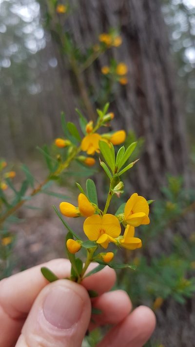 Pultenaea flexilis, photographed by Vale Jenny Conolly