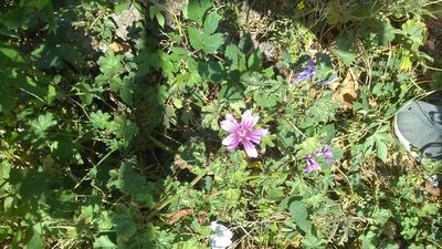 Malva erecta, photographed by Михаил Орлов