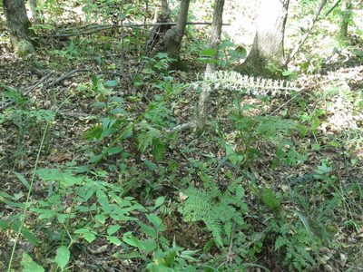 Actaea asiatica, photographed by Repina Tatyana
