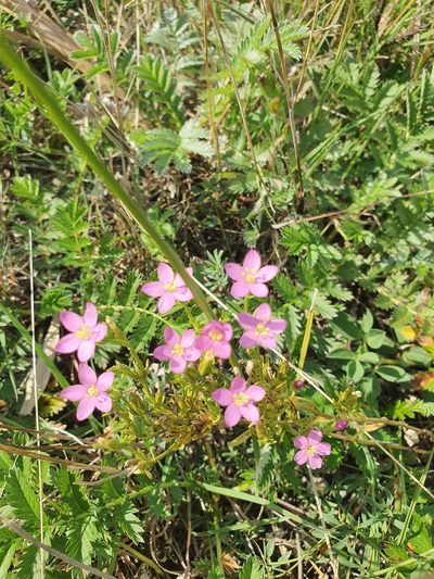 Centaurium littorale, photographed by Jacek Pietruszewski