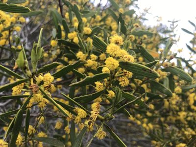 Acacia cochlearis, photographed by Ann Bentley