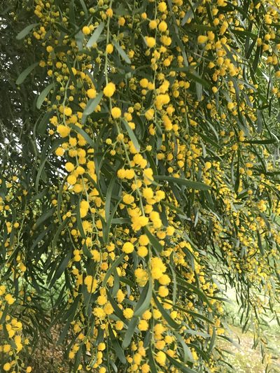 Acacia rostellifera, photographed by Ann Bentley