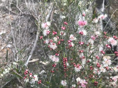 Hypocalymma angustifolium, photographed by Ann Bentley