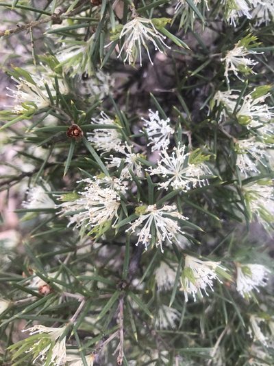 Hakea varia, photographed by Ann Bentley