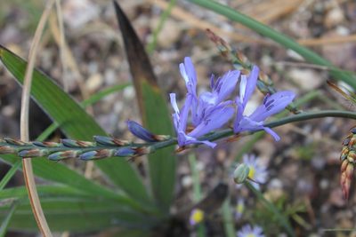 Babiana inclinata, photographed by Janine Steytler