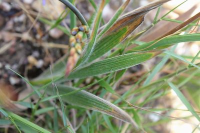 Babiana inclinata, photographed by Janine Steytler