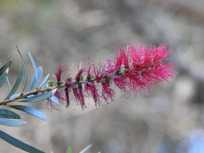 Melaleuca citrina, photographed by Emily Roberts