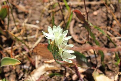 Codonorhiza fastigiata, photographed by Janine Steytler