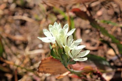 Codonorhiza fastigiata, photographed by Janine Steytler