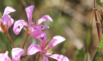 Pelargonium chelidonium, photographed by Janine Steytler