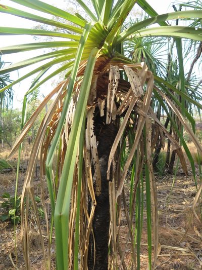 Pandanus spiralis, photographed by Dragonette