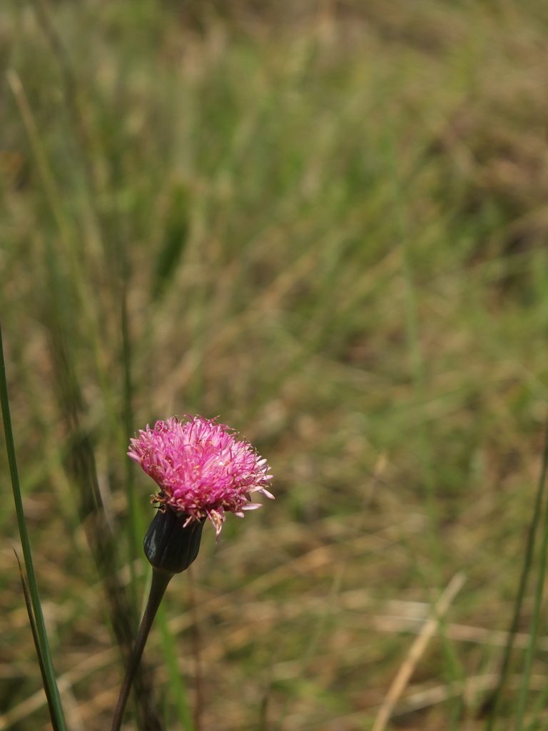 Emilia ramulosa, photographed by Siddarth Machado