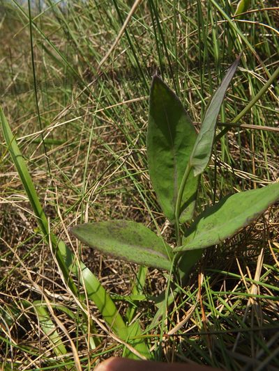 Emilia ramulosa, photographed by Siddarth Machado