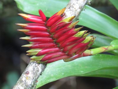 Vriesea gradata, photographed by Diogo Luiz