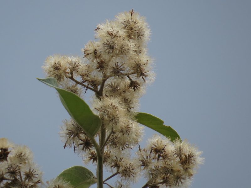 Vernonanthura discolor, photographed by Diogo Luiz