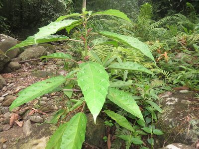 Urera nitida, photographed by Diogo Luiz