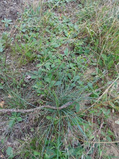 Festuca trachyphylla, photographed by Grzegorz Grzejszczak