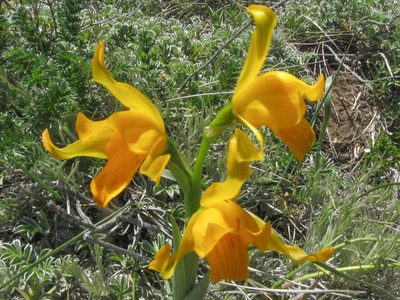 Chloraea alpina, photographed by SK53