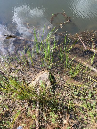 Eleocharis quadrangulata, photographed by anguspritchard