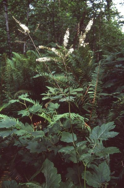 Actaea elata, photographed by Ed Alverson