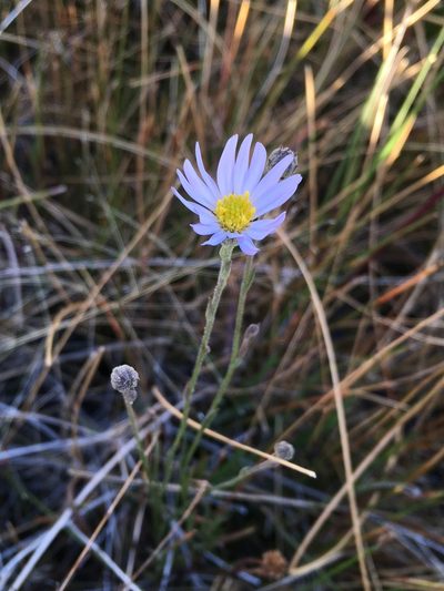 Almutaster pauciflorus, photographed by Matt Berger