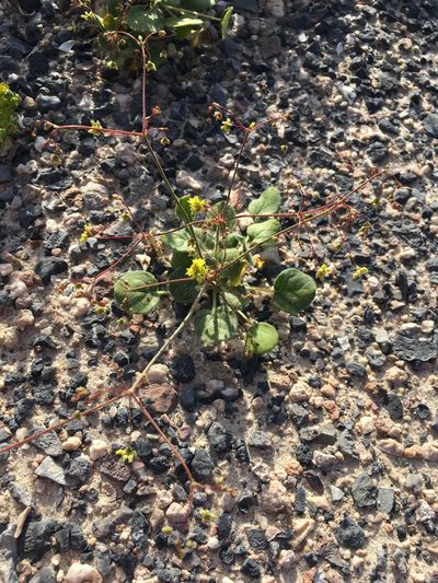 Eriogonum contiguum, photographed by Matt Berger