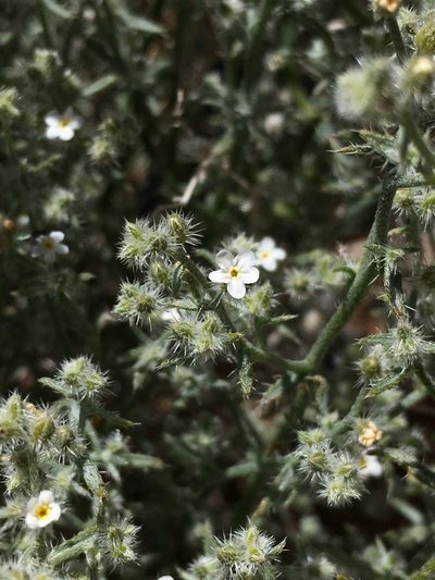Johnstonella racemosa, photographed by Matt Berger
