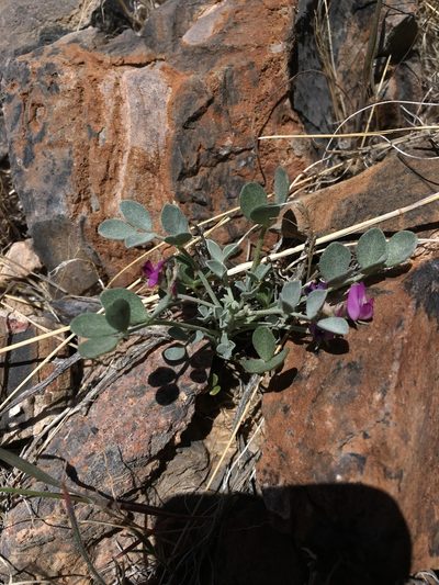 Astragalus mohavensis, photographed by Matt Berger