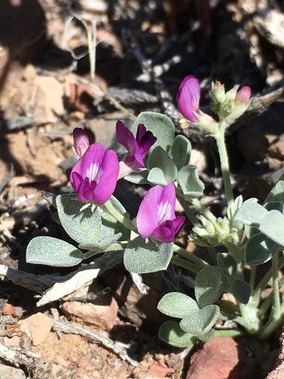Astragalus mohavensis, photographed by Matt Berger