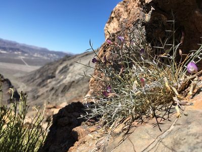 Astragalus panamintensis, photographed by Matt Berger