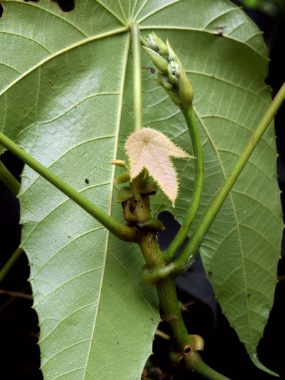 Macaranga triloba, photographed by Abu Hamas