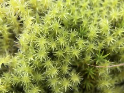 Niphotrichum ericoides, photographed by Andrew Melton