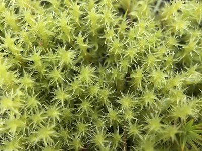 Niphotrichum ericoides, photographed by Andrew Melton