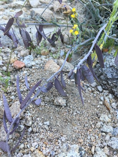 Boechera glaucovalvula, photographed by Matt Berger