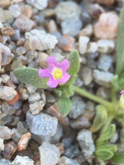 Nama depressa, photographed by Matt Berger