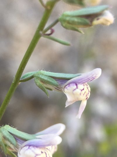 Sairocarpus kingii, photographed by Matt Berger