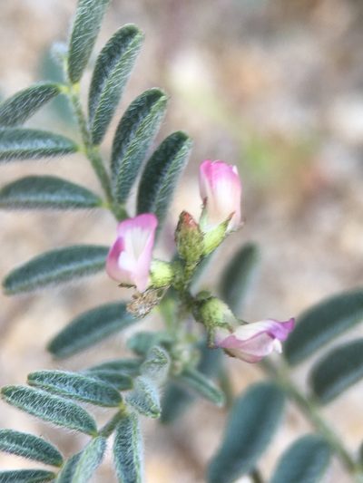 Astragalus acutirostris, photographed by Matt Berger