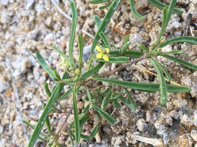 Cleomella parviflora, photographed by Matt Berger