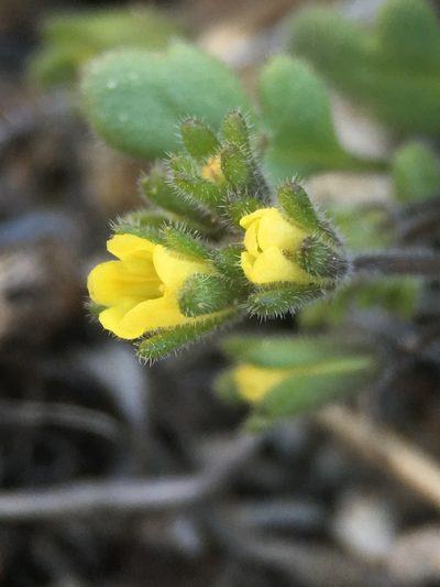Phacelia inyoensis, photographed by Matt Berger