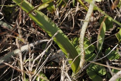 Lachenalia algoensis, photographed by Karen Eichholz