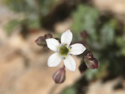 Gilia clokeyi, photographed by Matt Berger