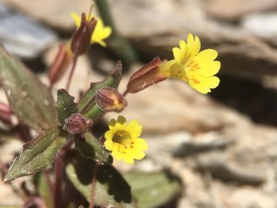Erythranthe calcicola, photographed by Matt Berger