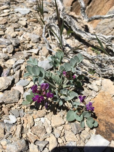 Astragalus mohavensis, photographed by Matt Berger