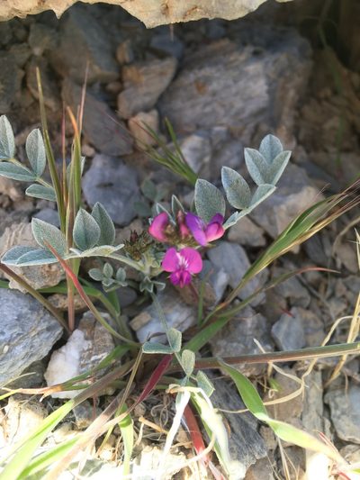 Astragalus mohavensis, photographed by Matt Berger