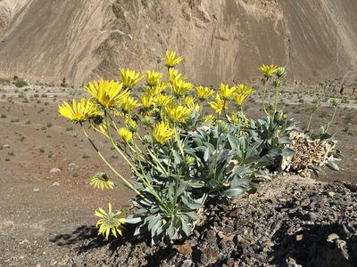 Enceliopsis covillei, photographed by Matt Berger