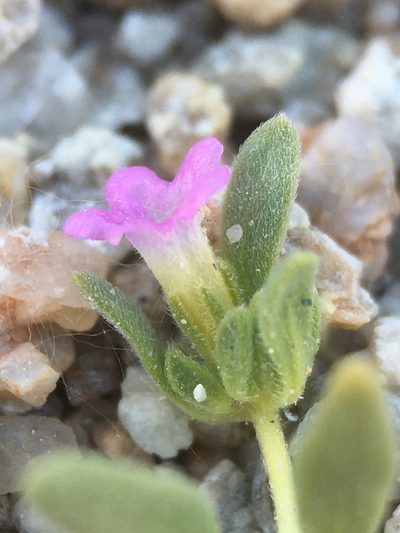 Nama depressa, photographed by Matt Berger