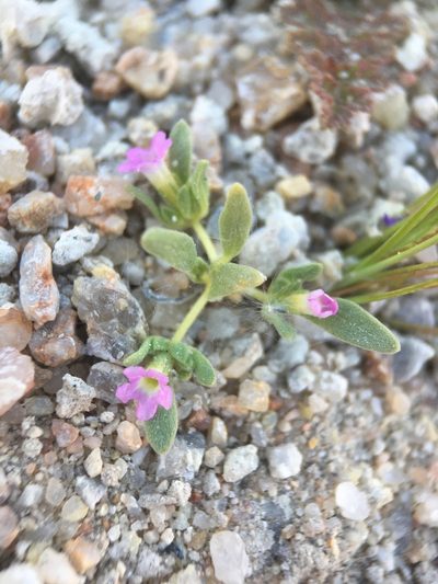 Nama depressa, photographed by Matt Berger